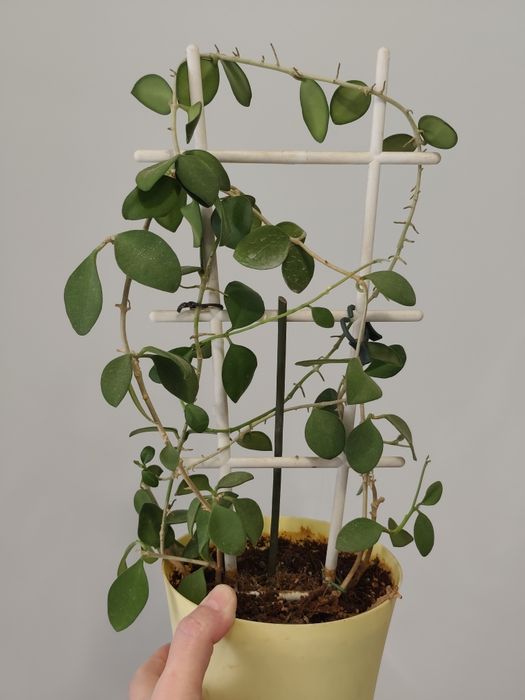 Хойя Hoya Mitrata Silver, Latifolia silver та ін.