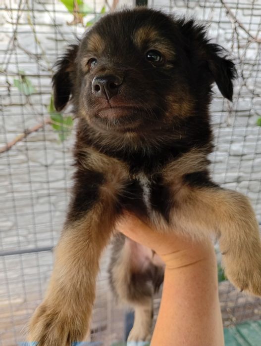 Хлопці медвежата, пухнасті і невеличкі. Від маленької собачки