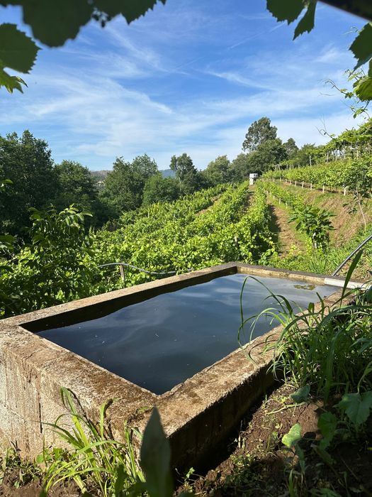 Vinha com rega automática