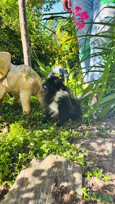 Szpic miniaturowy pomeranian piesek czarny