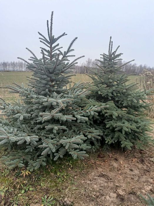 Choinki cięte w i donicach z własnej plantacji