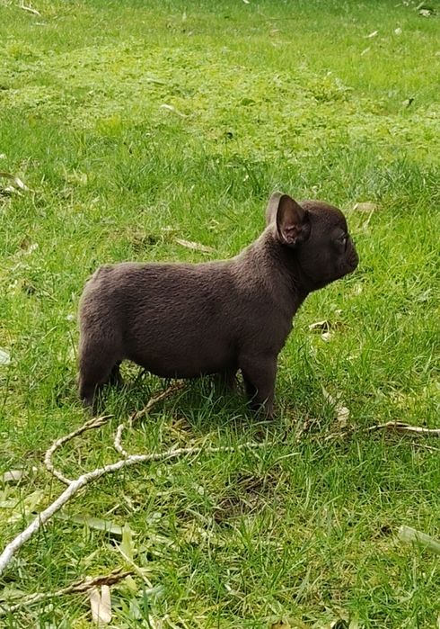 Bulldog Francês Chocolate, mesmo chocolate