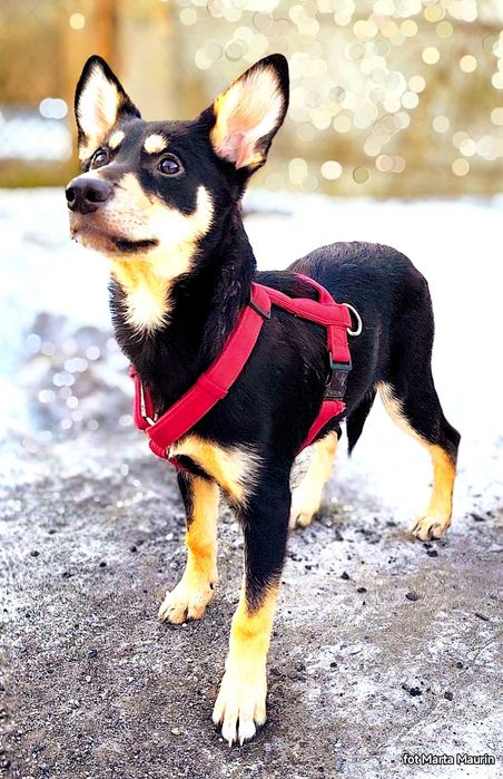 FIBI szczeniak kochajacy wszystkich ludzi