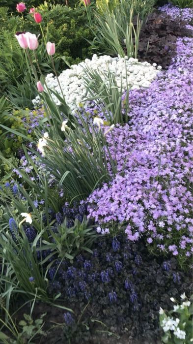 Грунтопокривні різних сортів