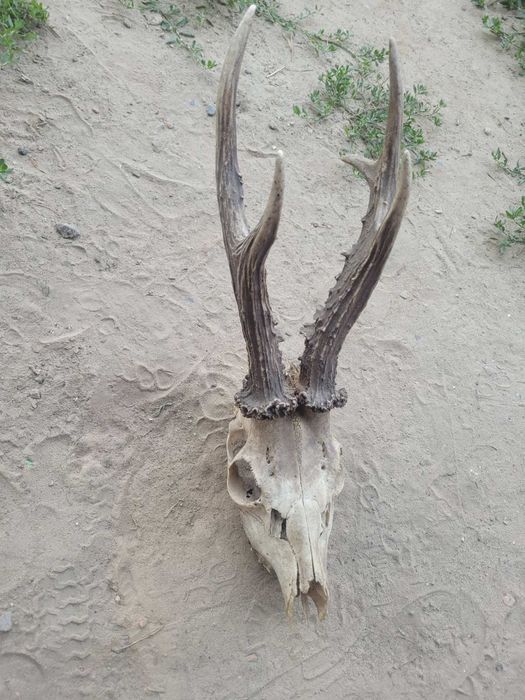 Рогі ,рога Оленя