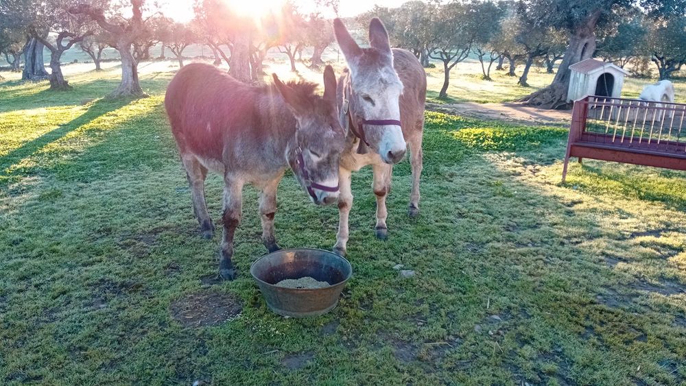 Vendo Casal de burros