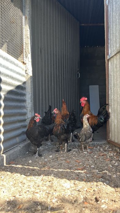 Galos marans , pedres portuguesa, faverolles