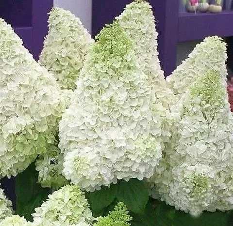 Hortensja Bukietowa  odm.POLAR BEEAR na Pniu