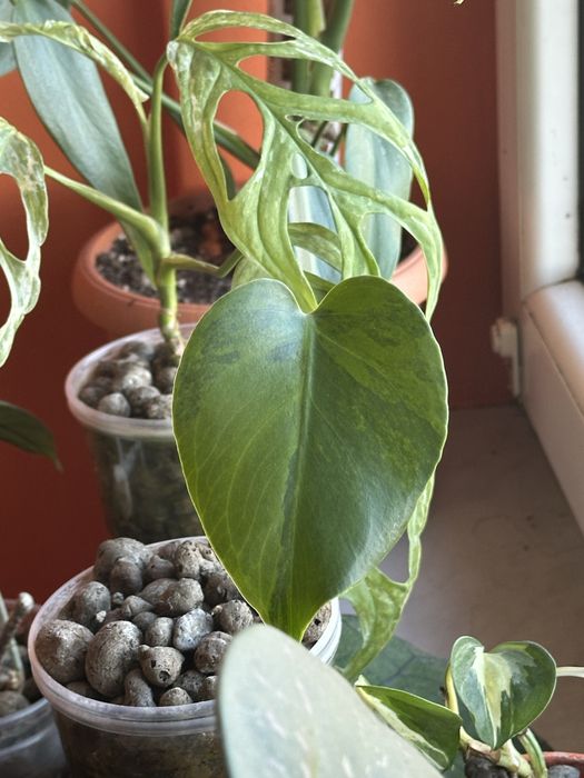 Monstera GOG Green on Green