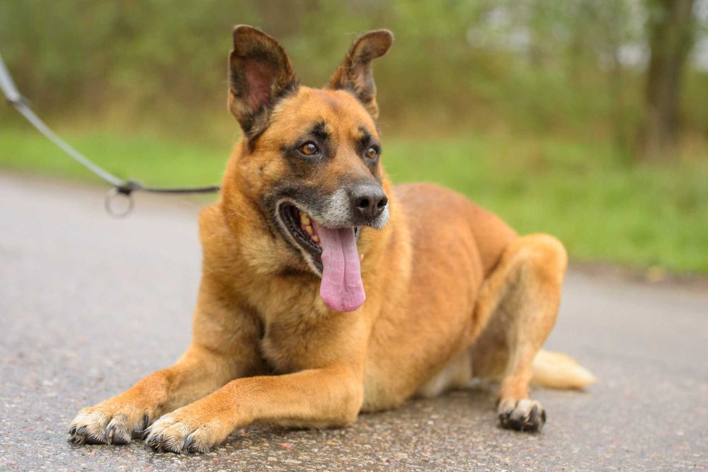 Wspaniały duży rudy pies - Lord marzy o kochającym domu