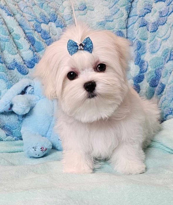 Maltańczyk śliczny piesek FCI.