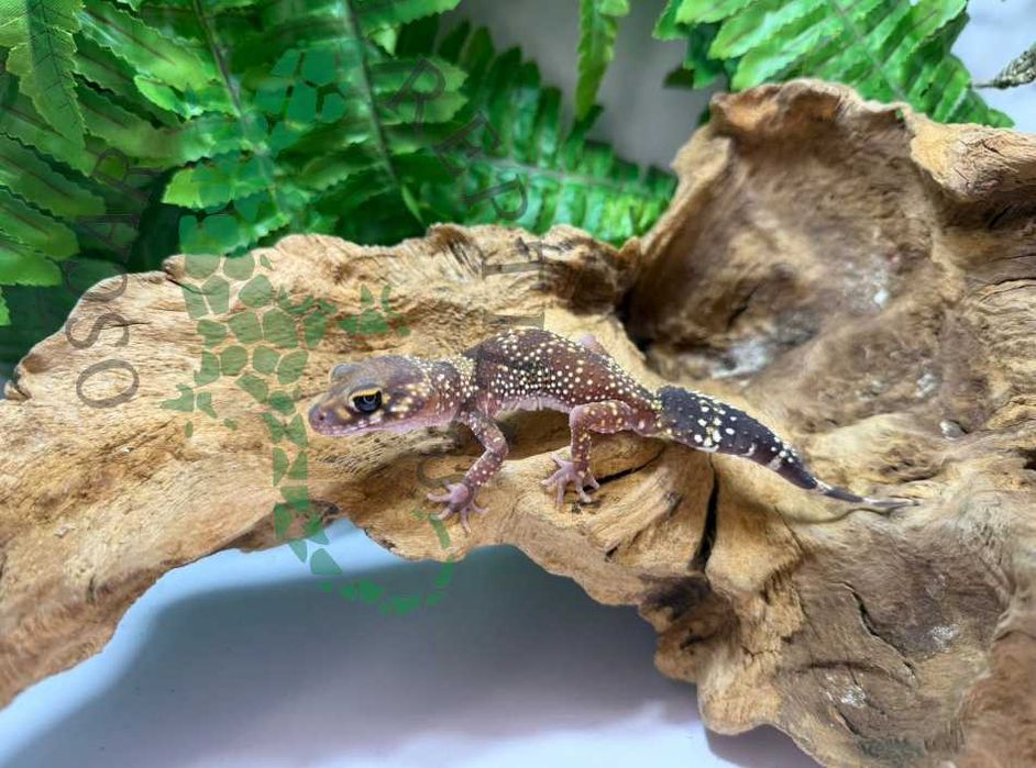 Gekon szczekający gekony underwoodisaurus milii Warszawa