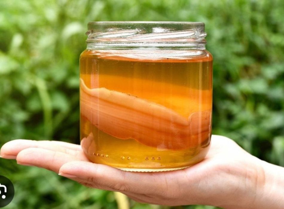 Kombucha grzyb herbaciany