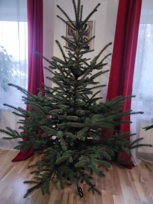 Choinka świąteczna żywa świerk srebrny pospolity jodła cięte doniczka