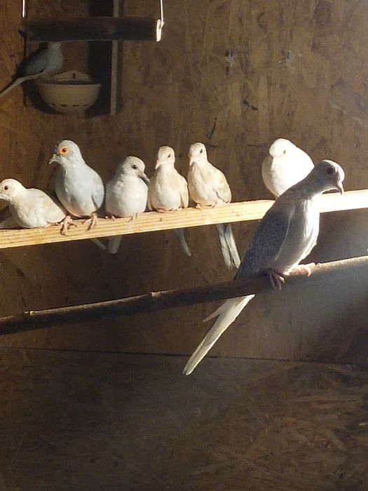 Gołąbki diamentowe tegoroczne