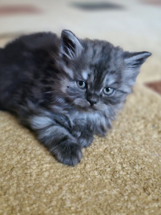 Шотландські кошенята