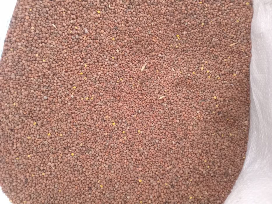 Насіння Редька олійна