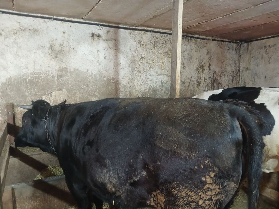 Продам тільну телицю