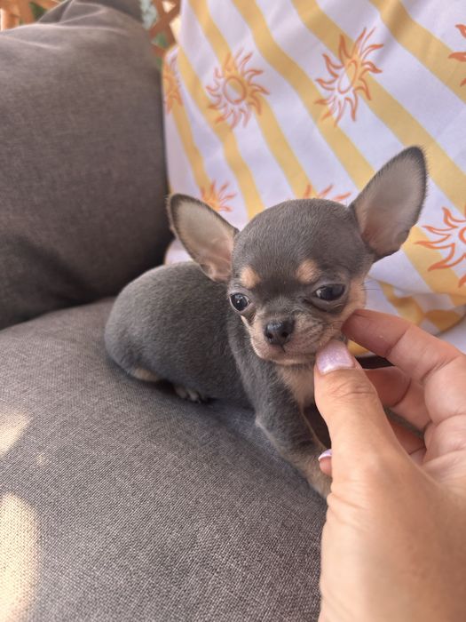 *GOTOWY DO ODBIORU*Niebieski samiec chihuahua