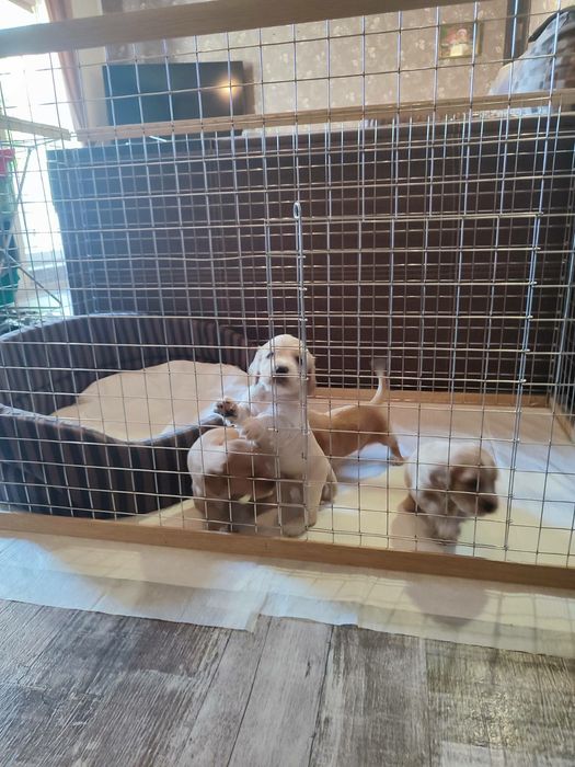 Манеж, Вольер, Клітка, Клетка для собак, Котов, кощек, щенков, кроликі