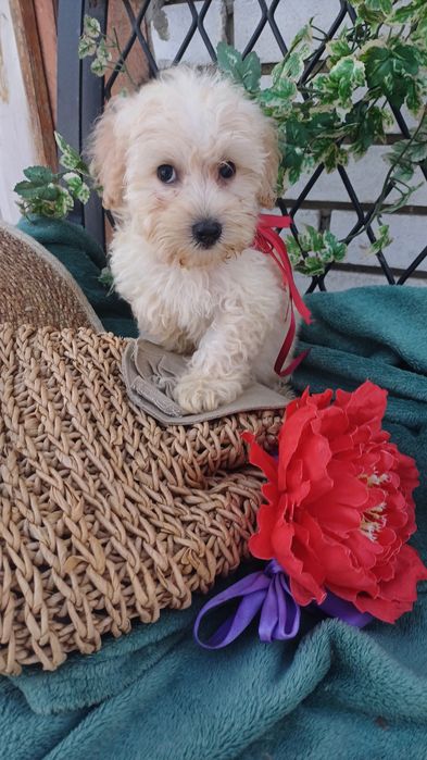 Я чудесна дівчинка -Мальтіпу Ф1