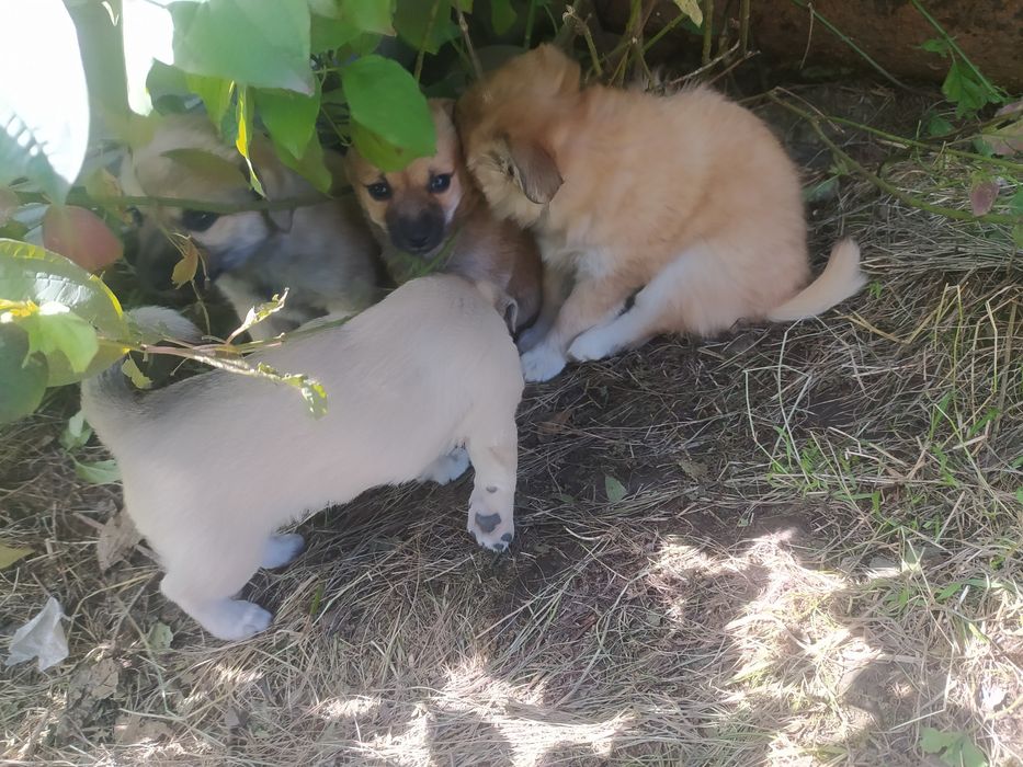 Терміново песики маленькі будуть