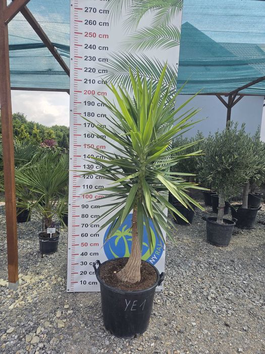 Yucca elephantipes – Juka gwatemalska | Wys. ok. 210–220 cm