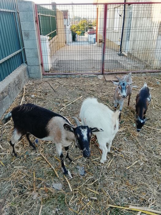 Cabras 2 normais e 2 anãs