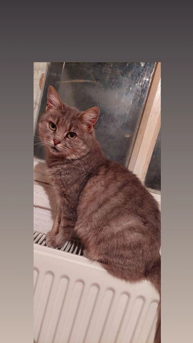 Отдам серую вискасную кошку, стерилизована, 1,5 года
