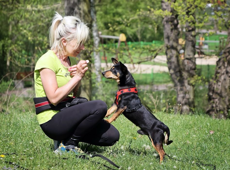 Mały czarny pinczer w schronisku. Pies dla miłośników rasy. Mały pies