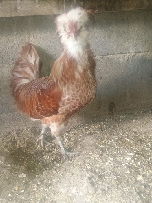 Várias raças de galinhas