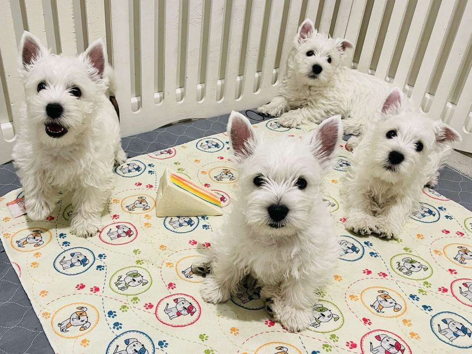 Вест хайленд вайт терʼєр