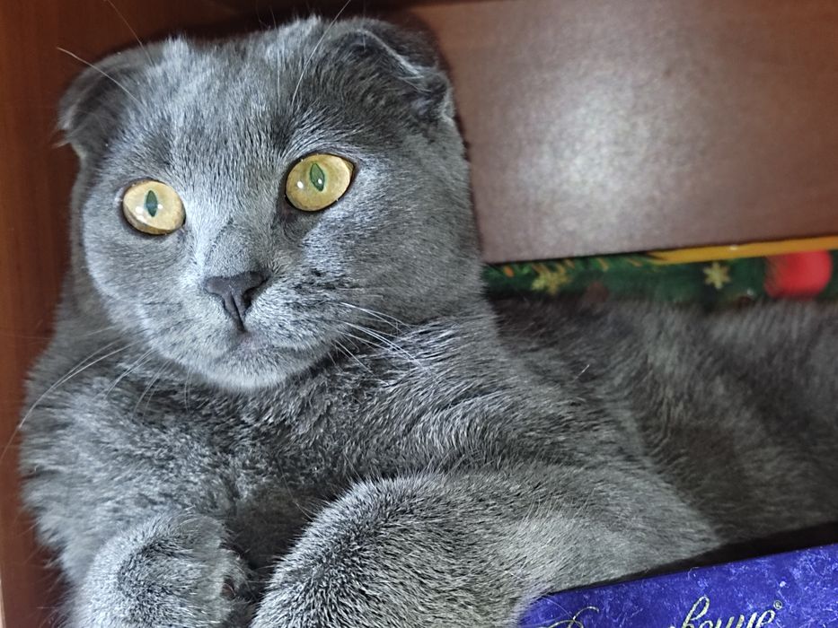 Бронь Шотландські кошенята