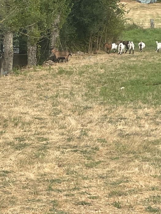 Vendo 4 cabras micro anas prenhas
