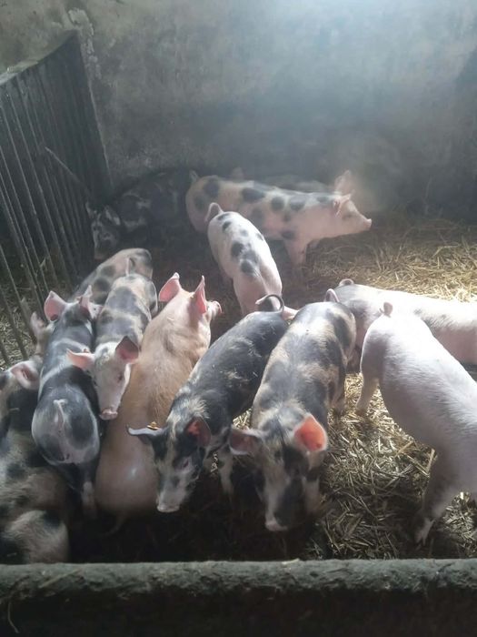 Sprzedam prosięta