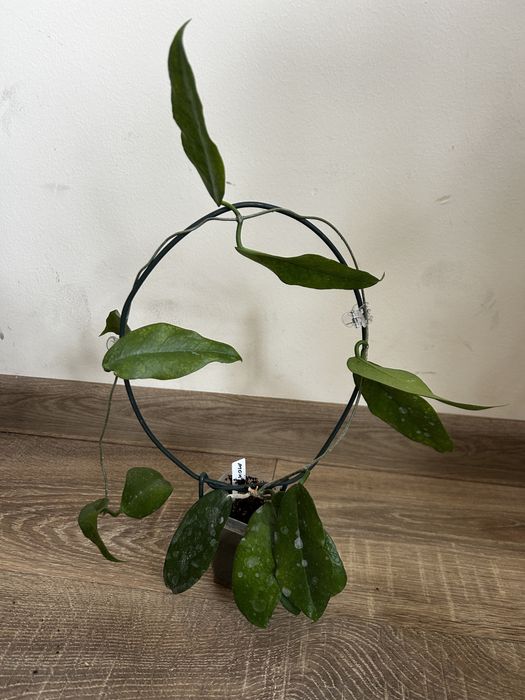 Хойя хоя hoya obovata splash star dust montana tricolor: 450 грн