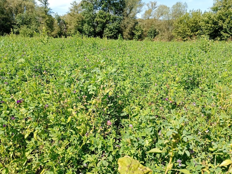 Віддам безкоштовно сіно люцерни.
