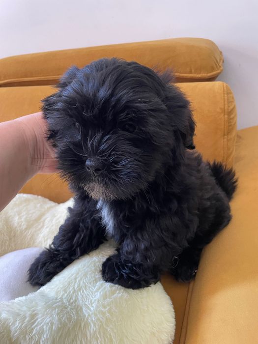 Shih tzu dziewczynka  czarna