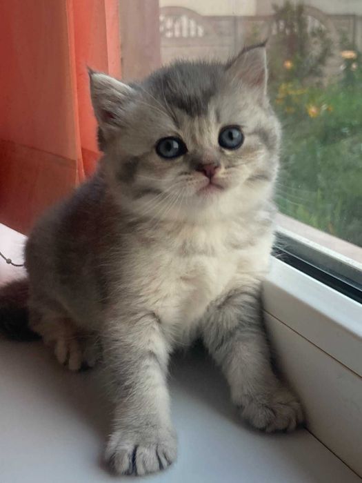 Шотландські кошенята