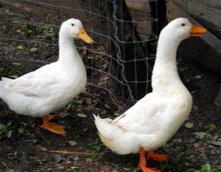 Sprzedam kaczki rasy Pekin