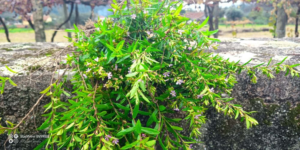 Planta para sebe Falsa -Erica