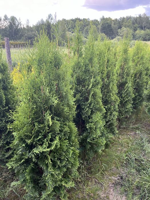 Tuja columna occidentalis Promocja   170/220cm