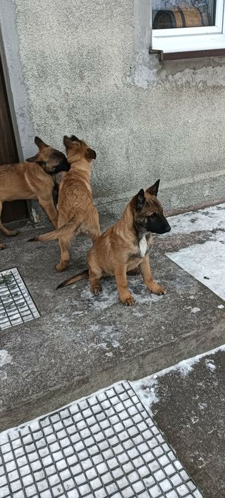 Owczarki Belgijskie Malinois