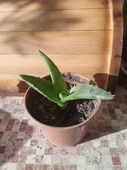 Вазон  алое  вера