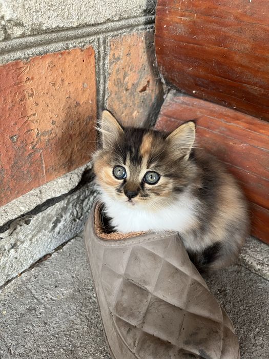 Відамо кошенят в добрі руки