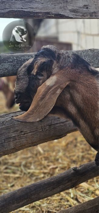 Англонубійський 100% цап для ваших кізок