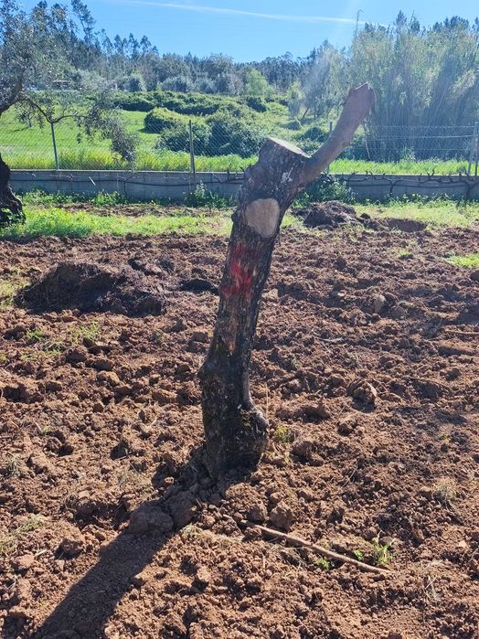 Oliveiras para jardim