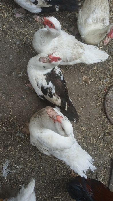 Тушки качка шипуни, гуси, кролі, кури