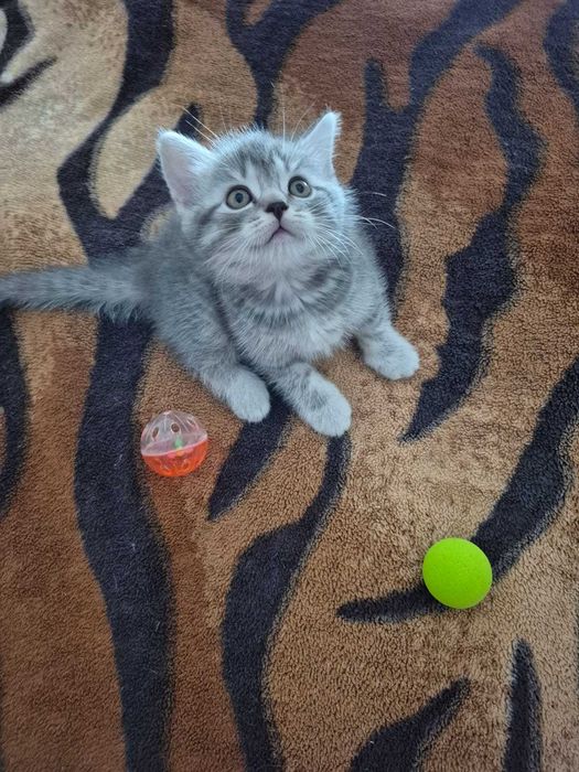 Gatinho Scotish Straight