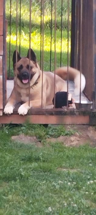 Американская акита